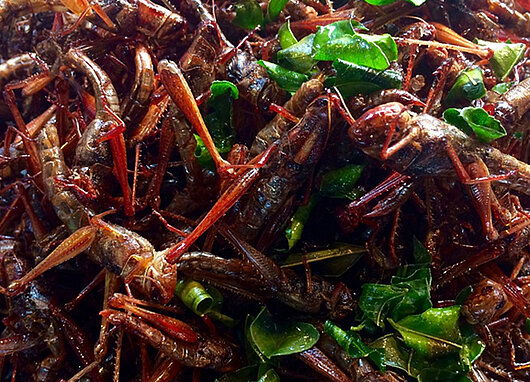 Plat d'insectes